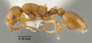 Media type: image;   Entomology 21056 Aspect: habitus lateral view